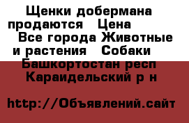 Щенки добермана  продаются › Цена ­ 45 000 - Все города Животные и растения » Собаки   . Башкортостан респ.,Караидельский р-н